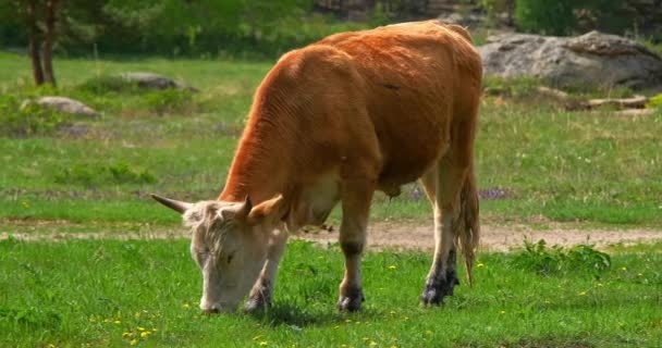 Touro pastoreia em um pasto comendo a grama verde no verão — Vídeo de Stock