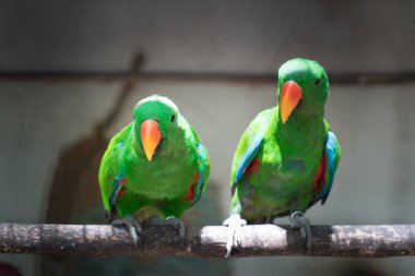 Orman içinde ahşap şubesine tıraşlama kırmızı yeşil muhabbet kuşu Alexandrine muhabbet kuşu birkaç papağan.