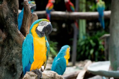 Ormandaki bir ağaç dalı oturan mavi ve altın Amerika papağanı kuş.