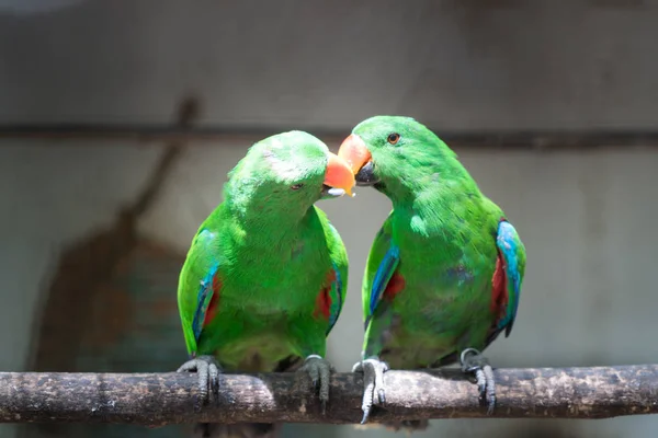 Couple of Green red Parakeet Alexandrine Parakeet parrots perching at wood branch in jungle.