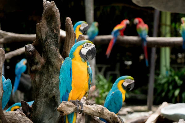 Blue Gold Macaw Bird Sitting Tree Branch Forest — Stock Photo, Image