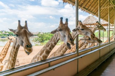 Zürafalar kafasına safari park. Sıcak güneşli güzel vahşi hayvanlar.
