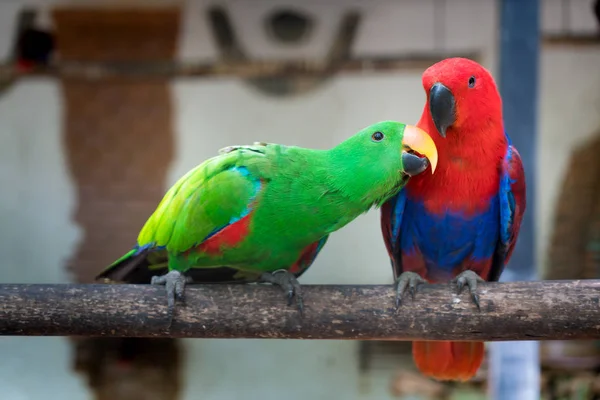 Пара Зеленых Красных Попугаев Александрийский Попугай Сидящих Лесной Ветке Джунглях — стоковое фото