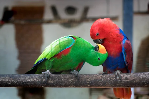 Casal Papagaios Parakeet Vermelho Verde Alexandrine Parakeet Poleiro Ramo Madeira — Fotografia de Stock