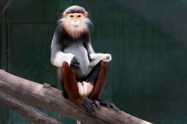 Bir kırmızı şişlemiş douc yeme yaprak, maymun, hayvan, vahşi hayat, Pygathrix nemaeus.