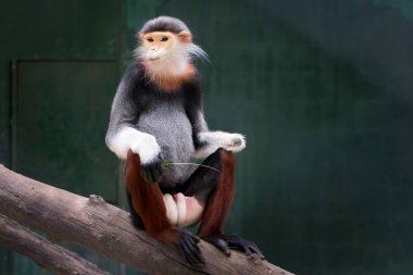 Bir kırmızı şişlemiş douc yeme yaprak, maymun, hayvan, vahşi hayat, Pygathrix nemaeus.