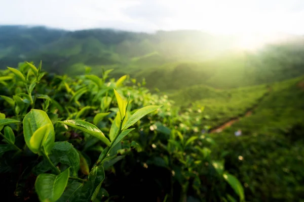 Green Tea Bud Fresh Leaves Tea Plantations Cameron Highland Malaysia — Stock Photo, Image