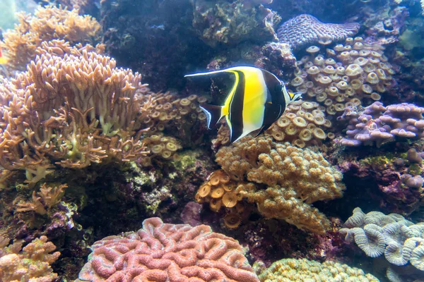 Maravilloso Hermoso Mundo Submarino Con Corales Peces Tropicales —  Fotos de Stock