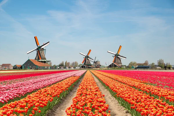 Krajobraz Holandii Bukiet Tulipanów Wiatraków Holandii — Zdjęcie stockowe