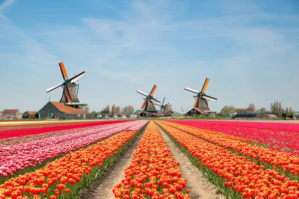 Lale ve yel değirmenleri Hollanda Hollanda buket peyzaj.