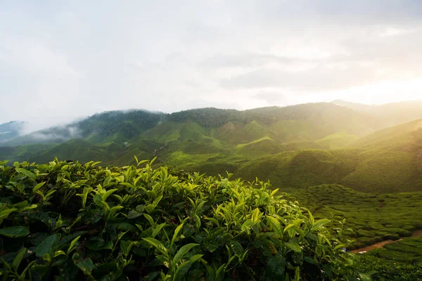 Amazing Malaysia Landscape View Tea Plantation Sunset Sunrise Time Cameron — Stock Photo, Image