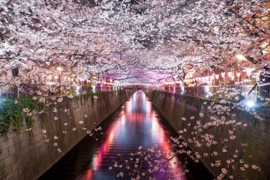 Kiraz çiçeği Meguro kanal Tokyo, Japonya'da geceleri kaplı. İlkbaharda Nisan ayında Tokyo, Japonya.