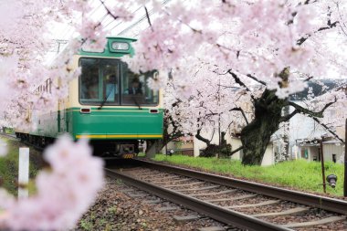 Kyoto yerel tren demiryolu parça Kyoto, Japonya Demiryolu boyunca kiraz çiçekleri bayındır ile seyahat görünümünü.