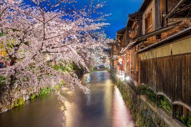 Kyoto, Japan at the Shirakawa River in the Gion District in Kyoto during the spring cherry blosson season. clipart