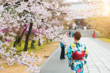 Asyalı kadın sakura Bahçe Tapınağı Kyoto, Japonya'nın geleneksel Japon kimono giyiyor.