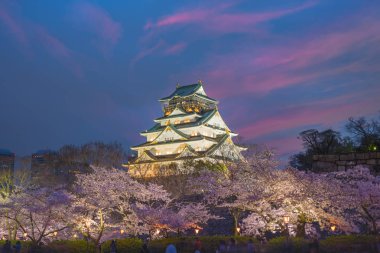 Osaka, Japonya Osaka Kalesi bahar kiraz çiçeği sezonunda.