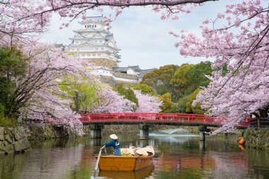 Bahar sezonu, Hyogo Osaka, Japonya yakınındaki güzel kiraz çiçeği ile Himeji Kalesi. Himeji Kalesi Japonya'nın Osaka ünlü kiraz çiçeği bakış açısı olduğunu.
