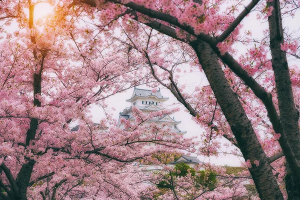 桜春のシーズンの日本の風景 兵庫大阪付近で満開の桜と姫路城 — ストック写真