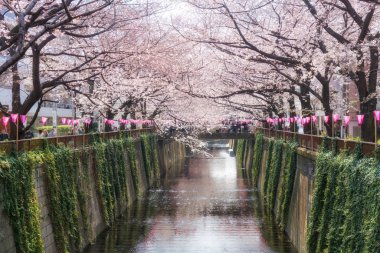 Kiraz çiçeği Meguro kanal Tokyo, Japonya'da kaplı. İlkbaharda