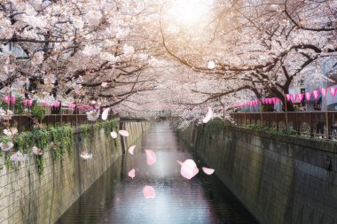 Kiraz çiçeği Meguro kanal Tokyo, Japonya'da kaplı. İlkbaharda