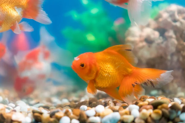 Gros Poissons Marins Sous Locéan à Thaïlande Photographie