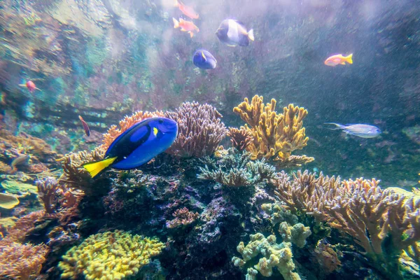 Maravilloso y hermoso mundo submarino con corales y tropica —  Fotos de Stock