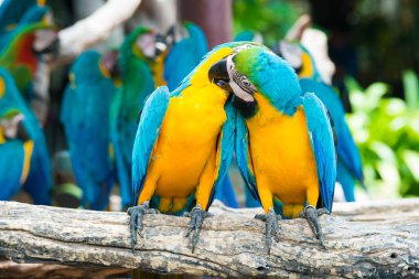 Mavi ve sarı macaws jung ahşap şubesine tıraşlama çifti