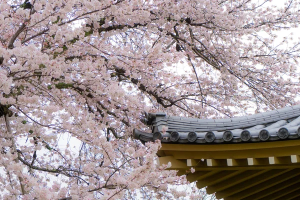 Sakura kwiaty lub kwiat wiśniowy z dachem domu w Kioto, ja — Zdjęcie stockowe