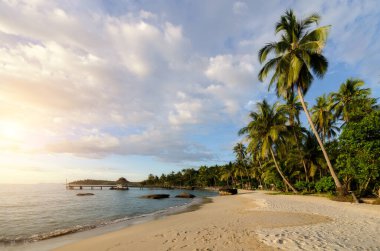 Deniz dalgaları, hindistan cevizi palmiyeleri ve inanılmaz 