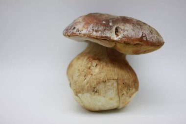 Beyaz arkaplanda Zamora mantarı izole