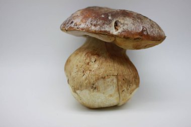 Beyaz arkaplanda Zamora mantarı izole