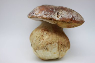 Beyaz arkaplanda Zamora mantarı izole