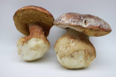 Beyaz arkaplanda Zamora mantarı izole