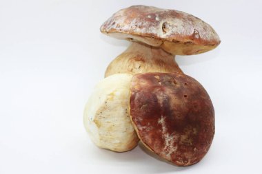 Beyaz arkaplanda Zamora mantarı izole