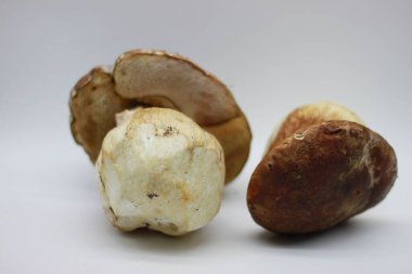 Beyaz arkaplanda Zamora mantarı izole