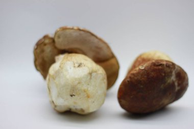 Beyaz arkaplanda Zamora mantarı izole