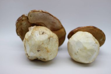 Beyaz arkaplanda Zamora mantarı izole