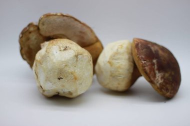 Beyaz arkaplanda Zamora mantarı izole