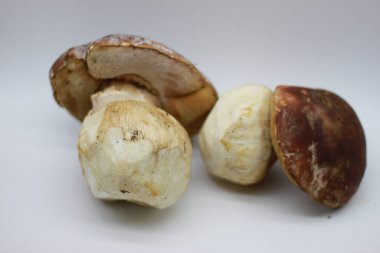 Beyaz arkaplanda Zamora mantarı izole