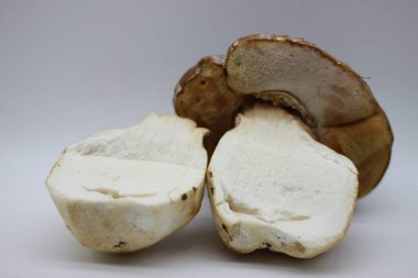 Beyaz arkaplanda Zamora mantarı izole