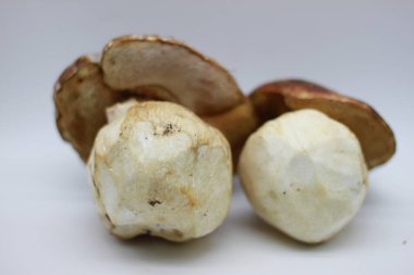 Beyaz arkaplanda Zamora mantarı izole