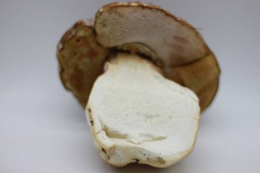 Beyaz arkaplanda Zamora mantarı izole