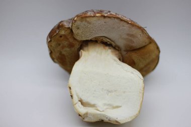 Beyaz arkaplanda Zamora mantarı izole