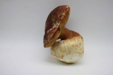 Beyaz arkaplanda Zamora mantarı izole