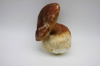 Beyaz arkaplanda Zamora mantarı izole