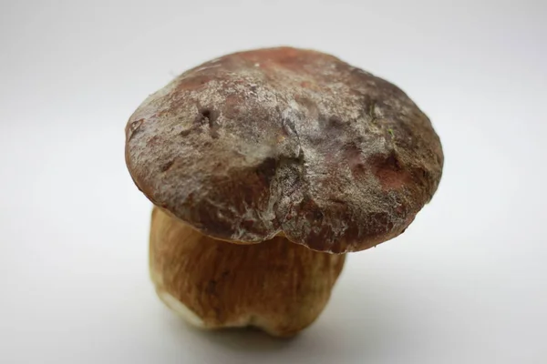 Zamora Mushroom Isolated White Background — Stock Photo, Image