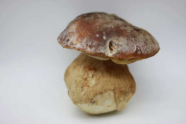 Zamora Mushroom Isolated White Background — Stock Photo, Image