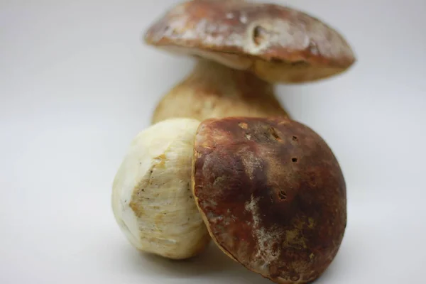 Zamora Mushroom Isolated White Background — Stock Photo, Image