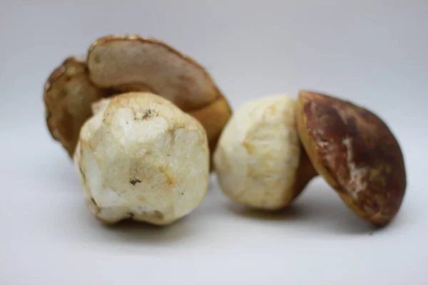 Champignon Zamora Isolé Sur Fond Blanc — Photo