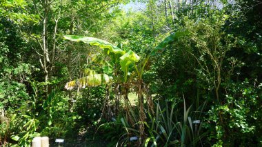 Tropikal ormanlarda palmiye ağaçları ve çiçekler